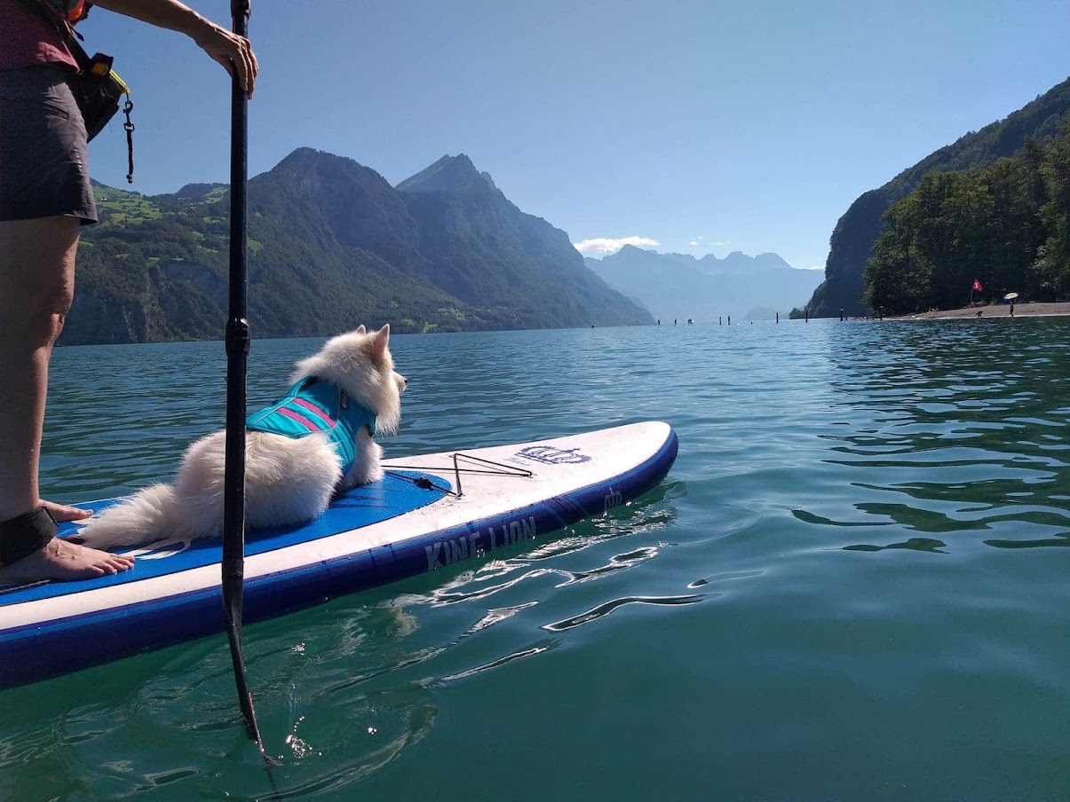 Der Spitz beim Stand-Up-Paddling