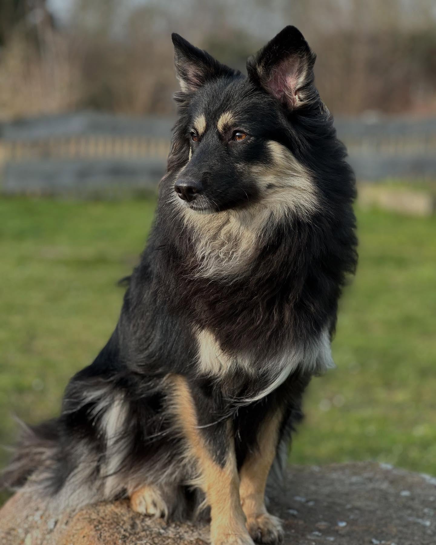 Arabella von den Wendlandspitzen, Großspitz Hündin in black & tan, aus Deutschland