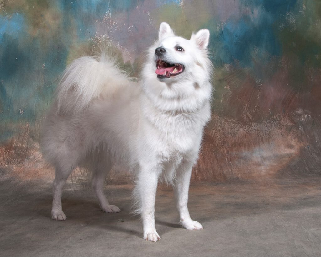 Linn van Millus ♀ Großspitz Hündin, weiß, aus Deutschland