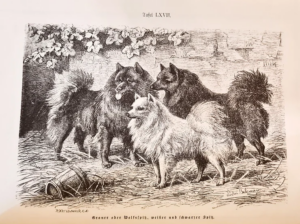 Grauer oder Wolfsspitz, weißer und schwarzer Spitz