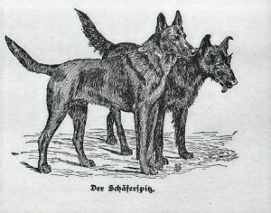 Schäferspitz