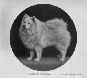 weißer Großspitz Rüde (Elberfeld)