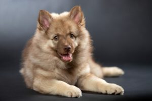 Coda von den Stiefeler Spitzen ♂