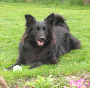 Wilma (Russland) ♀