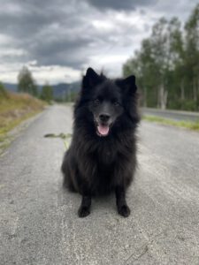 Milo (Norwegen) ♂