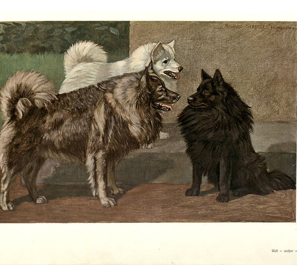 Wolf - Weißer - Schwarzer Spitz Richard Strebel