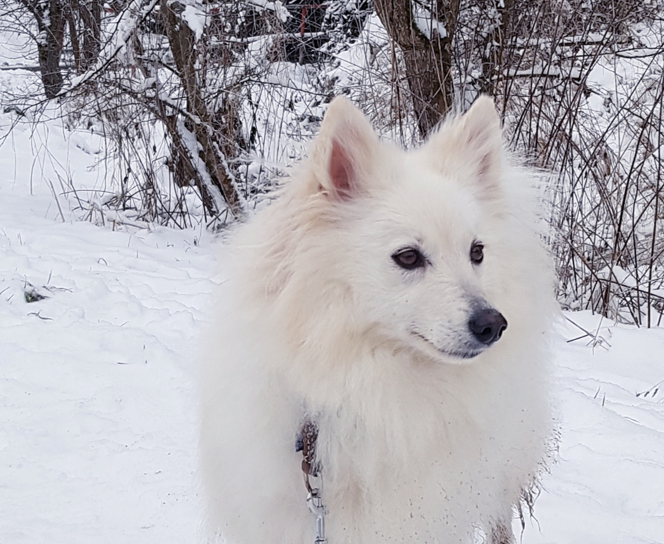Airie von Jaluk Aurora