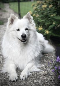 Amita von Villa Bella Berlin ♀