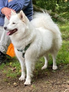 BLY-BEPPINA vom Winner Jurameer ♀