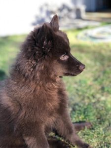 Balou - Aramis von den flauschigen Wächtern ♂