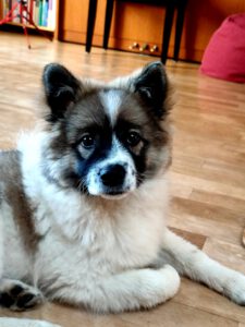 Caroline-Fanni von den Franken-Spitzen ♀