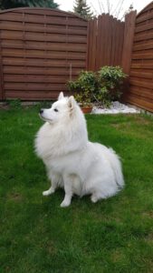 Fuks Shaggy Fluff ♂