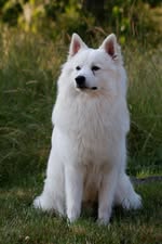 Garvin von den Altmarkspitzen ♂
