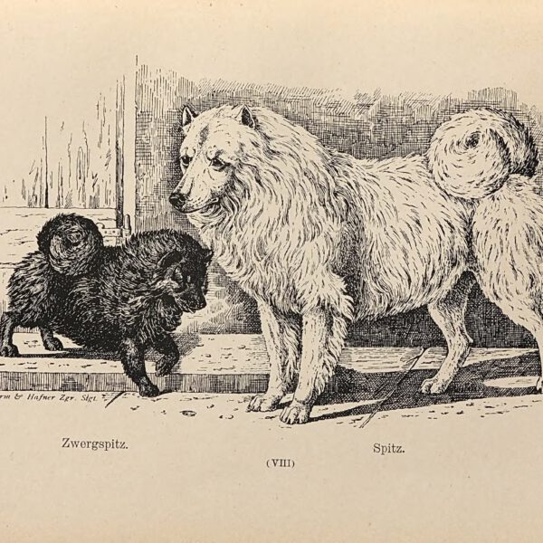 Zwergspitz und Spitz nach Jean Bungartz 1884