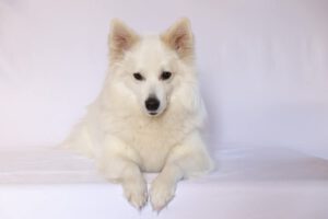 QUALIFIED TO BE LOVELY CHLOË from Caddy's Pride ♀
