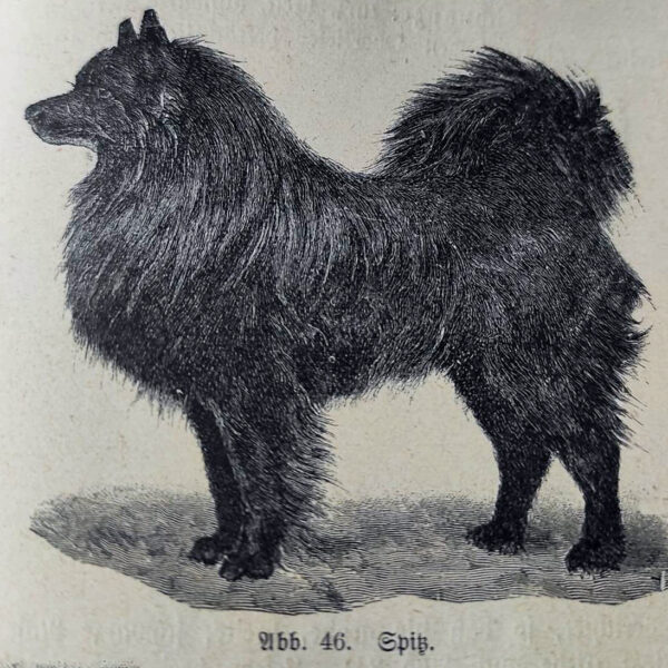 dr.georgmueller_der-gesunde-hund_1923_schwarzer-spitz