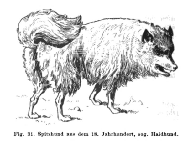 Haidhund / Spitzer