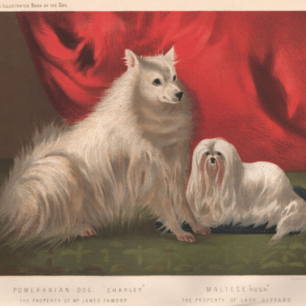 pomeranian-maltese-vero-shaw