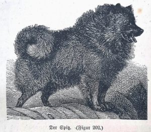 schwarzer-spitz-tierarnzeibuch-mangold-Reicherter