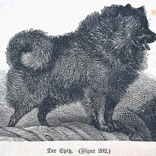 schwarzer-spitz-tierarnzeibuch-mangold-Reicherter
