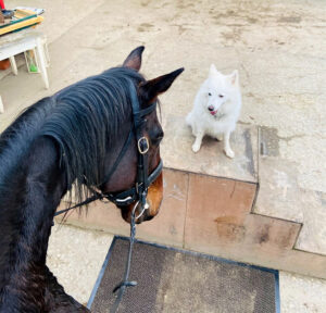 Spitz mit Pferd