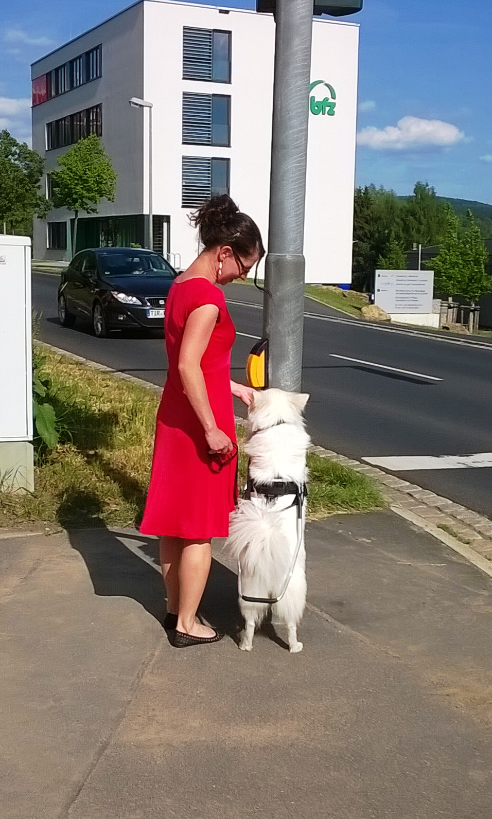Der Spitz als Blindenführhund