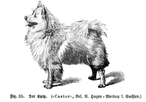 der weiße Spitz nach Krichler, 1892