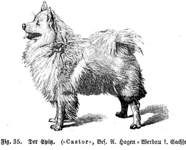 der weiße Spitz nach Krichler, 1892