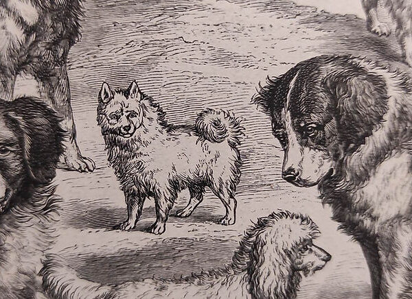 1894: Der Spitz nach Rudolf Bommeli