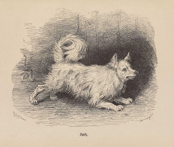 1876: Der Spitz nach Baron Nolde, Freiherr v. Meyerinck, Th. Hering