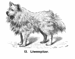 Der Löwenspitzer