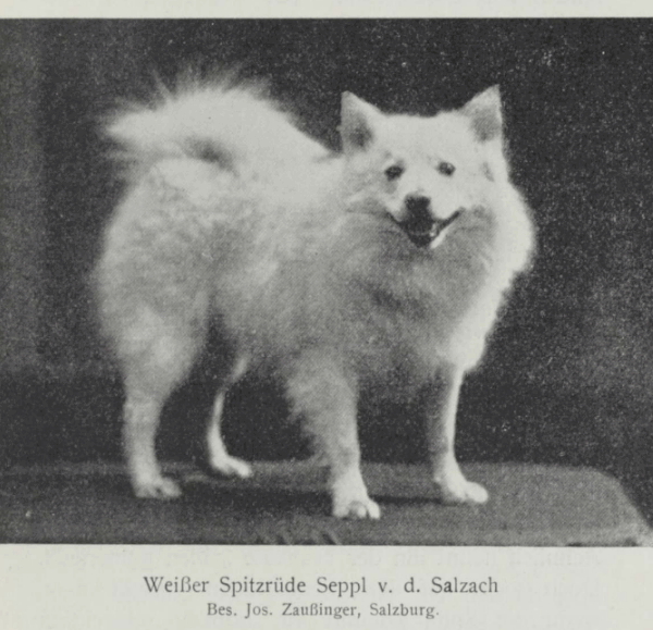 1909: Der Spitz nach Silvester Frey