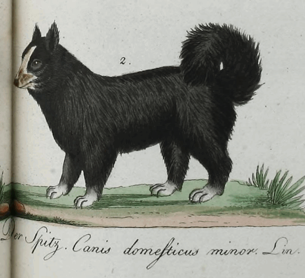 der Spitz nach Bechstein