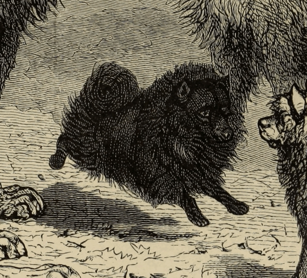 Der Spitz / Pommer nach Fitzinger