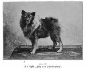 Wolfsspitz „Fritz von Scharlachberg".