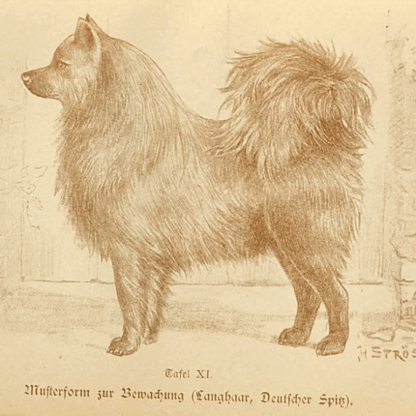 Zeichnung von Hans Ströse (München) eines schwarzen Großspitz
