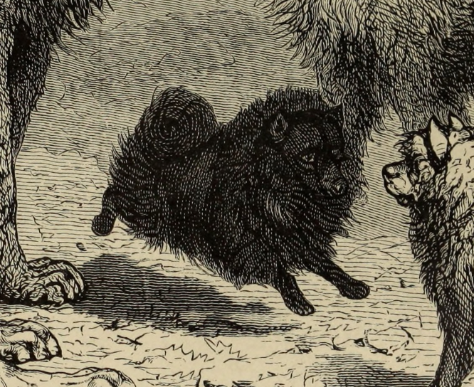 Spitz-Rassen nach Dr. Leopold Fitzinger (1876)