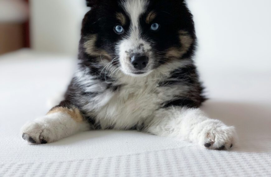 Pomsky Welpe mit blauen Augen
