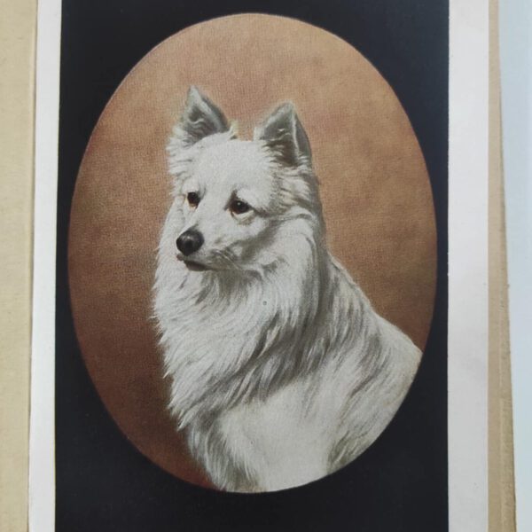 weißer spitz bei Fritz Bergmiller