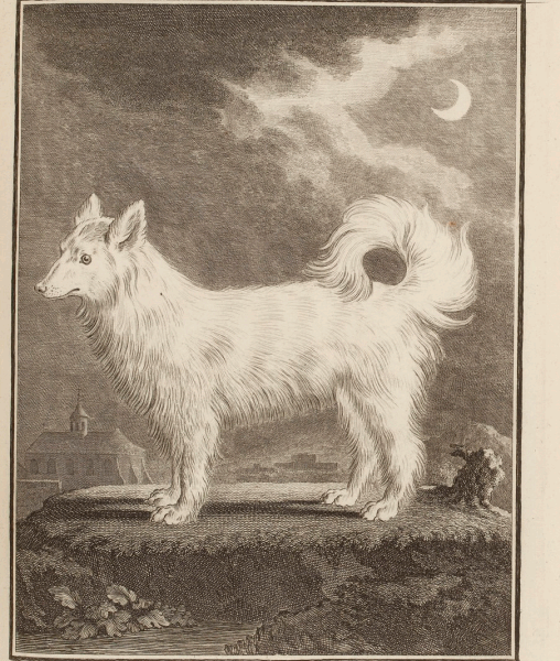 weißer Spitz loup-chien nach Buffon