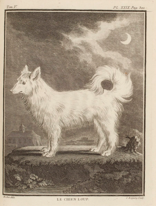 1755: Der Chien-loup nach comte de Buffon