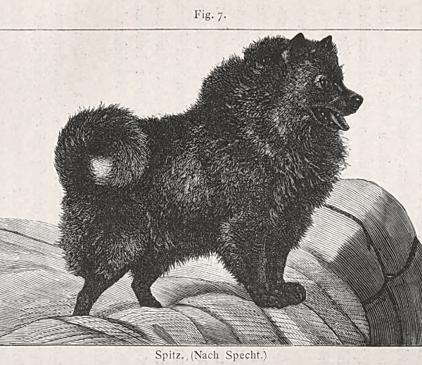 schwarzer Spitz nach Specht