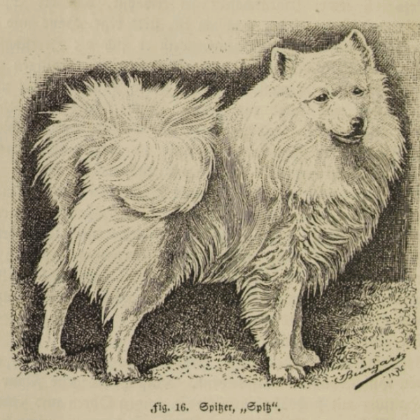 weißer Spitz, Großspitz
