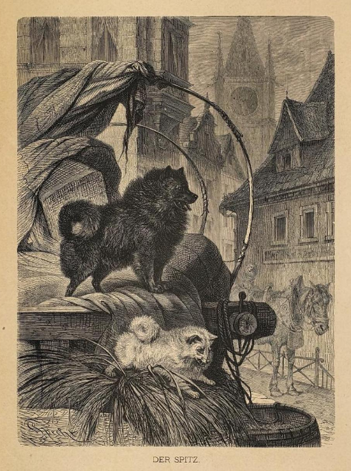1872: Der Spitz nach Th. Hering (F. Specht)
