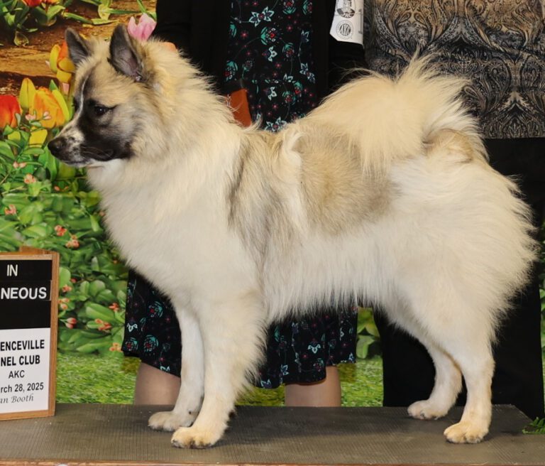 Großspitz Rüde aus Amerika, Sable gescheckt, mit schwarzer Maske, Rufname Patches