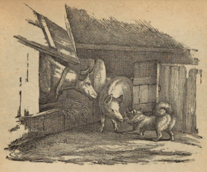 Kuh, Schwein und Spitz