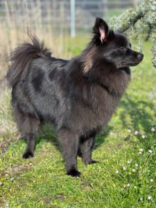 Margoscha (Klausch) ♀