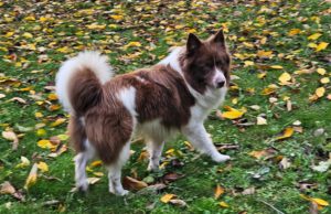 Amilo von den Wendlandspitzen ♂