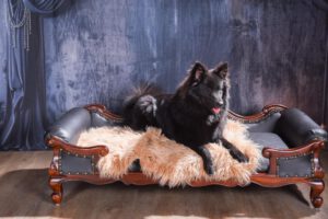 Boomer von den Wendlandspitzen ♂ schwarzer Großspitz Rüde