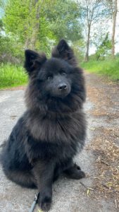 Buri von den Wendlandspitzen ♂